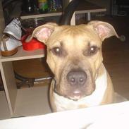 Amerikansk staffordshire terrier DK STAFF Get A Grib 