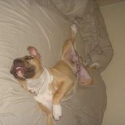 Amerikansk staffordshire terrier DK STAFF Get A Grib 