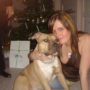 Amerikansk staffordshire terrier DK STAFF Get A Grib 