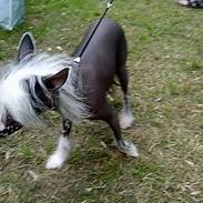 Chinese crested hårløs Dai-sy Star Caprisio