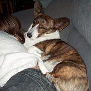 Welsh corgi cardigan Nala