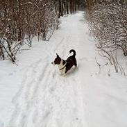 Welsh corgi cardigan Nala