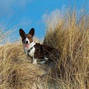 Welsh corgi cardigan Nala