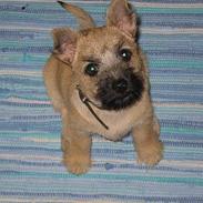 Cairn terrier Frigg's Skinfaxe / Cujo