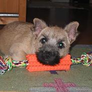 Cairn terrier Frigg's Skinfaxe / Cujo