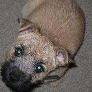 Cairn terrier Frigg's Skinfaxe / Cujo