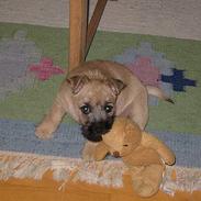 Cairn terrier Frigg's Skinfaxe / Cujo