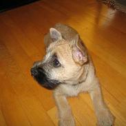 Cairn terrier Frigg's Skinfaxe / Cujo