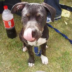 Amerikansk staffordshire terrier Coco Chanel :)