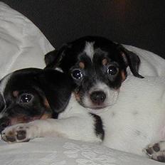 Dansk svensk gaardhund Loba