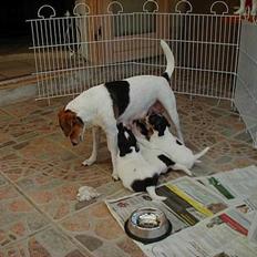 Dansk svensk gaardhund Loba