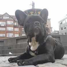 Fransk bulldog Gokke Jensen