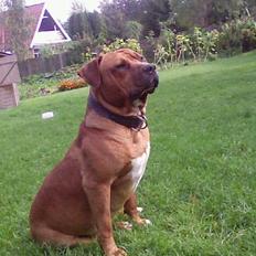 Amerikansk staffordshire terrier tony