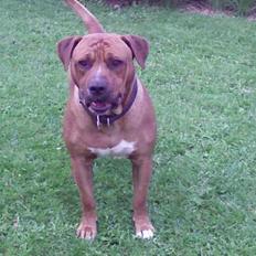 Amerikansk staffordshire terrier tony