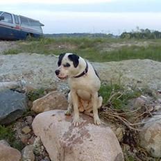 Amerikansk bulldog ballou