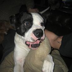 Amerikansk bulldog ballou