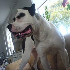 Amerikansk bulldog ballou