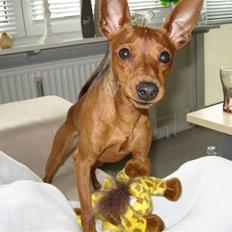 Dvaergpinscher Snoopy