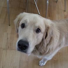 Golden retriever Balto