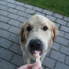 Golden retriever Balto