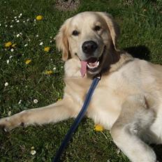 Golden retriever Balto