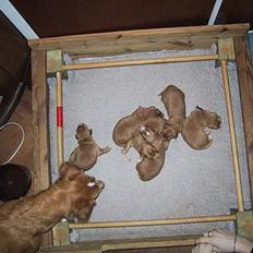 Nova scotia duck tolling retriever Balto