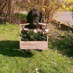 Labrador retriever Brukas Leonora