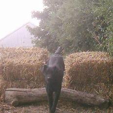 Labrador retriever Brukas Leonora