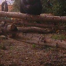 Labrador retriever Brukas Leonora