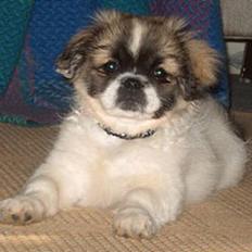 Tibetansk spaniel Kri Kris Garson (Pepe)