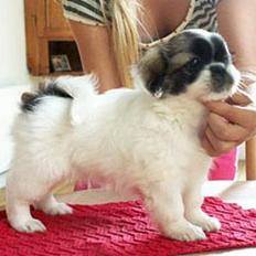 Tibetansk spaniel Kri Kris Garson (Pepe)