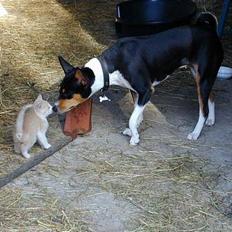 Basenji Atlanta de la Mercedes