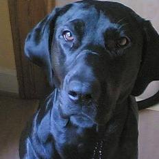 Blanding af racer Daffi ( fået ny familie)