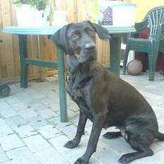 Blanding af racer Daffi ( fået ny familie)