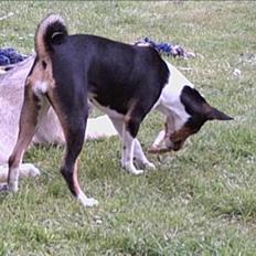 Basenji Bonnie 