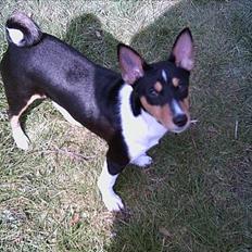 Basenji Bonnie 