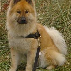 Eurasier Tacia