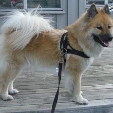 Eurasier Tacia