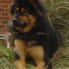 Eurasier Cherié