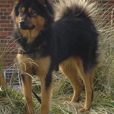 Eurasier Cherié