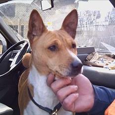 Basenji Aslan 