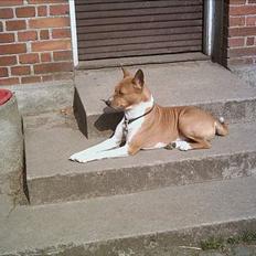 Basenji Aslan 