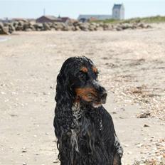 Cocker spaniel Frida