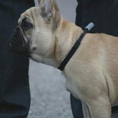 Fransk bulldog Tira