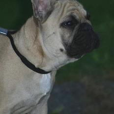 Fransk bulldog Tira