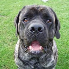 Mastiff Freja