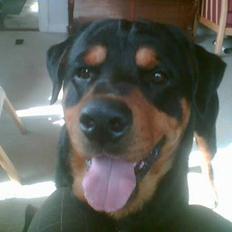 Rottweiler Deca *DØD*