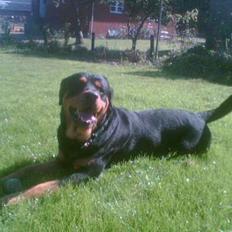 Rottweiler Deca *DØD*