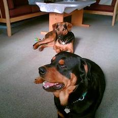 Rottweiler Deca *DØD*