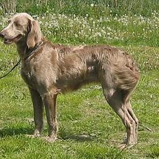 Weimaraner Biggi